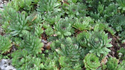 Sempervivum x cult., grün, großrosettig