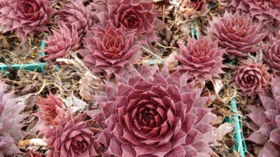 Sempervivum, rot, großrosettig