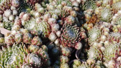 Sempervivum x cult., silbrig, großrosettig
