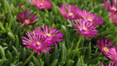 Delosperma x cult. 'Tiffendell KG'