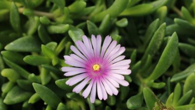 Delosperma x cult. 'Lavender'