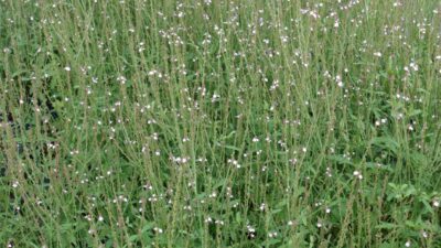 Verbena officinalis