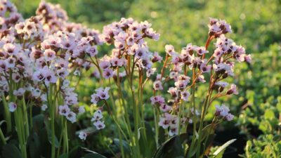 Bergenia cordifolia 'Dragonfly Angel Kiss' ®