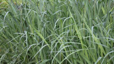 Panicum virgatum 'Dallas Blues' ®