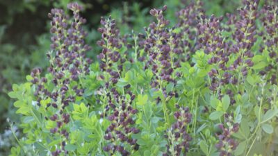 Baptisia Decadence 'Dutch Chocolate' ®