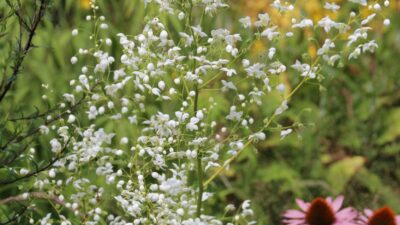 Thalictrum delavayi 'Splendide White' ®