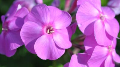 Phlox paniculata 'Flame Lilac' ®