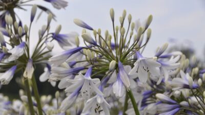 Agapanthus africanus 'Twister'