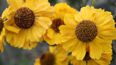 Helenium x cult. 'El Dorado'