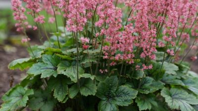 Heucherella tiarelloides 'Pink Revolution' ®