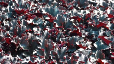 Heuchera micrantha 'Black Pearl' ®
