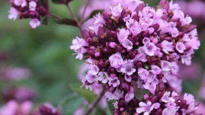 Origanum x cult. 'Gentle Breeze' ®
