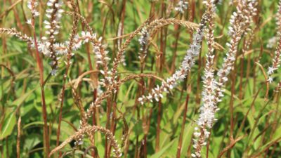 Persicaria amplexic. 'White Eastfield'