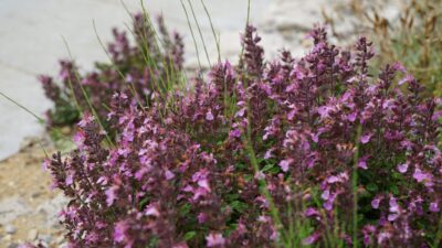Teucrium chamaedrys