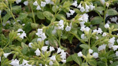 Pulmonaria officinalis 'Ice Ballet'