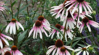 Echinacea purpurea 'JS Pretty Parasols' ®