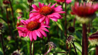 Echinacea purpurea 'JS Stiletto' ®