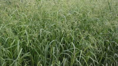 Panicum virgatum 'Stäfa'