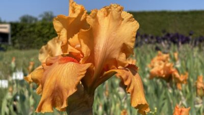 Iris x barbata-elatior 'Skyfire'