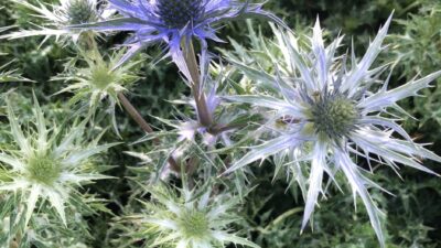 Eryngium x cultorum 'Lapis Blue'