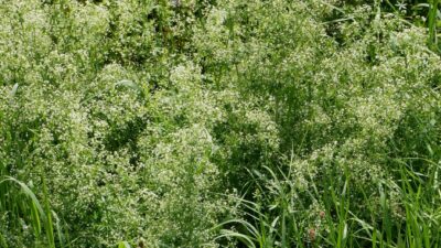 Galium album