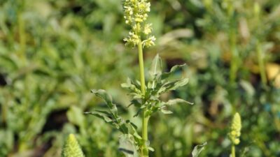 Reseda lutea