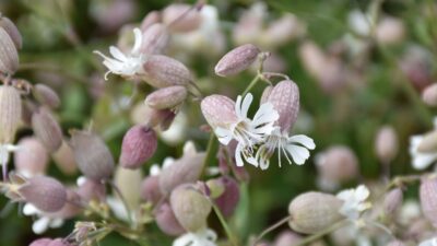 Silene vulgaris