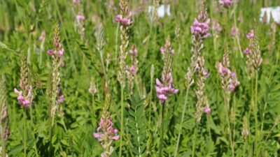 Onobrychis viciifolia