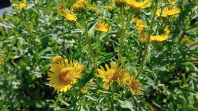 Inula brittanica