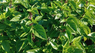 Ocimum basilicum 'Zypern'