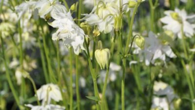 Aquilegia x cult. 'White Barlow'