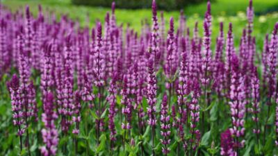 Salvia nemorosa 'Caradonna Pink'