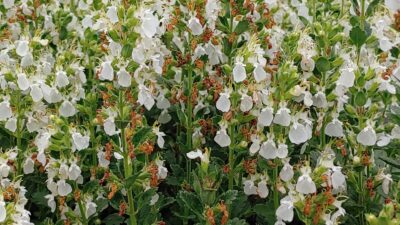 Teucrium chamaedrys 'Album'
