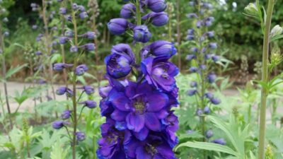 Delphinium 'Magic Fountain dunkelblau m. dunkler B