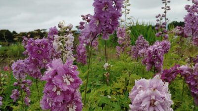 Delphinium 'Magic Fountain lilarosa m. weißer Bien