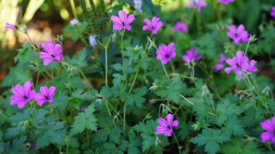 Geranium x cult. 'Elworthy Eyecatcher'