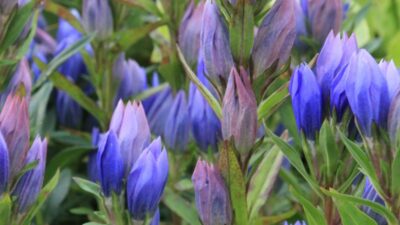 Gentiana makinoi 'Blue Star' ®