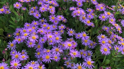 Aster x cult. JS® 'El Macho'