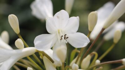 Agapanthus africanus 'Arctic Star' ®