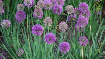 Allium senescens 'Lavender Bubbles' ®