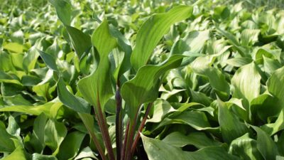 Hosta lancifolia 'Gooseberry Sundae'