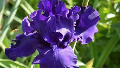 Iris x barbata-elatior 'Dusky Challenger'
