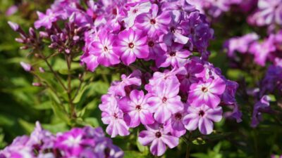 Phlox paniculata 'Flame Purple Eye' ®
