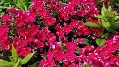 Phlox paniculata 'Flame Red' ®