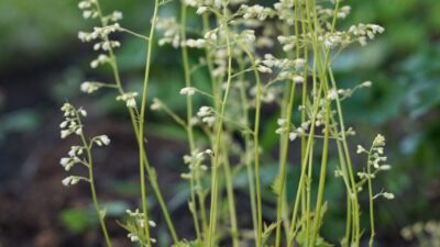 Heuchera micrantha 'Apple Crisp' ®