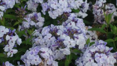 Phlox paniculata 'Flame Marine' ®