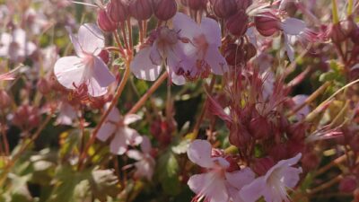 Geranium macrorrhizum 'Camce'