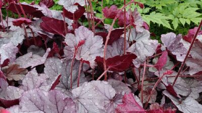 Heuchera x cultorum 'Silverberry'