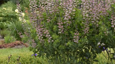 Baptisia Decadence 'Pink Truffles' ®