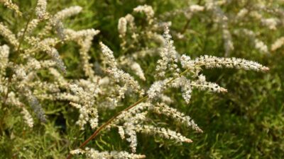 Aruncus dioicus 'Fairy Hair' ®